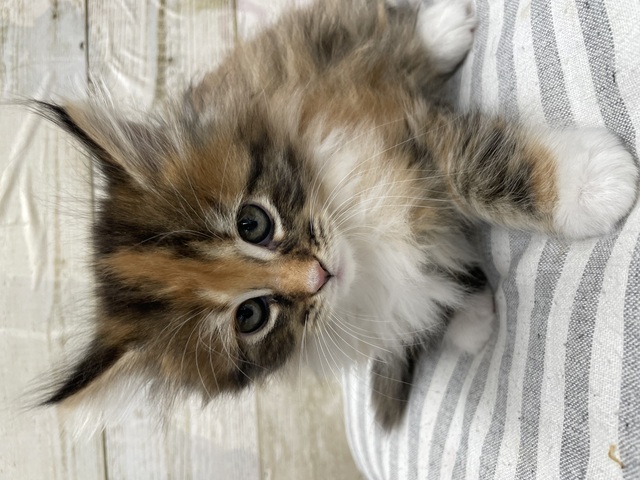 メインクーン | 猫の販売 | 唐津ケンネル｜犬・猫・小動物